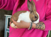 Baby Dutch Bunnies 9 Weeks old