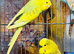 Young budgies