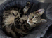 3 male kittens, 1 tabby & 2 black