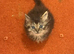 Male Kitten British Longhair