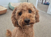 Red Toy Poodle Stud