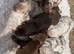 Miniature dachshund
