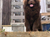 Chunky Chow