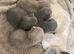 Beautiful kittens ready to reserve to forever homes