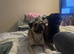 Male & female frug