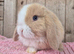 Mini lop baby boys ready now