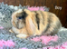 Stunning Mini Lops- Ready to Leave Now