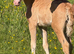 Freebank Gucci Welsh C filly