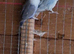 Peach faced lovebirds Alford Lincolnshire