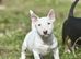 Quality miniature english bull terrier puppies