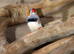Zebra Finches for sale,29