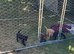 Handsome Spaniel x Labrodor Puppies