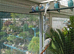 Helicopter budgies for sale