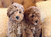 Toy poodle males