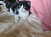 5 black and white kittens