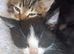 8 playful kittens - ready now