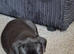Staffyx labrador puppies for sale