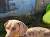 Isabella dapple dog 2.5 years old very loving