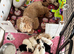 Beautiful Cavapoo pups