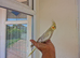 Super Silly hand tamed baby cockatiels for sale