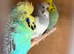 few budgies available
