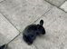 black baby bunny