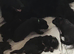 future protectors-chunky german Shepard puppies