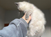Purebred ragdoll kitten