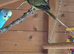 A Stunning Pair Of Plumhead Parakeets