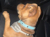 Adorable 4-Month-Old Jug Puppy (Pug x Jack Russell) Looking for a Loving Home