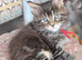 Chunky Loveable Maine Coon