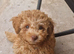 Tiny Toy Poodle girl