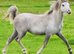 2yr Welsh a filly