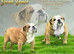 English Bulldog Puppies Rare Coloured Ready now!