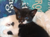 6 week old male kittens