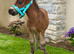 Shetland colt foal