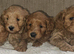 Licensed breeder, 4 dna clear red small miniature cockapoo litter