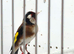 2024 singing goldfinch