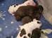 Beautiful puppies 4 sale