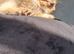 Mixed cat home asap