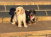 Cocker spaniels