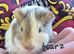 Male guinea pigs
