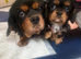 Stunning cavalier King Charles puppy