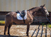 Quality 3 Year Old Connemara x ISH Gelding