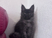 TICA active black smoke female