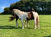 Stallion - Apache's Victorio