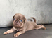 Pug Puppies