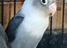 Lovebirds fischers dna'd fischers lovebirds