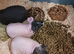 SKINNY PIGS FEMALE