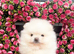 !! LAST !!High quality KC reg puppies from imported lines